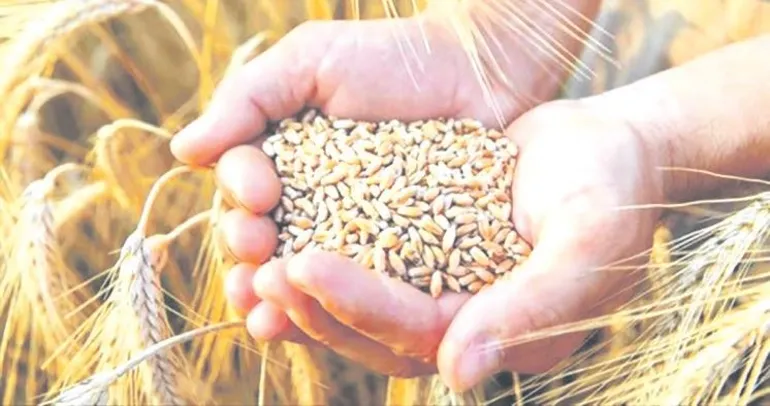 Buğdayın tonu 16.500 liradan alınacak