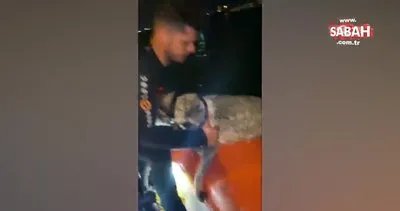 Denizde mahsur kalan köpek, son anda kurtarıldı | Video