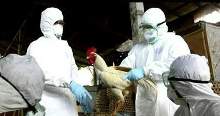 Macaristan’da kuş gribi nedeniyle 100 binden fazla tavuk itlaf edildi