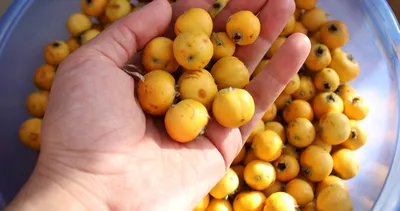 Kilosu 200 Lira, Faydası Altın Değerinde! Bu Meyveyi Almadan Pazardan Çıkmayın