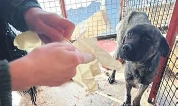CHP’li belediyenin barınağında köpekler birbirini parçaladı #ankara