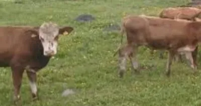 Ardahan’da çalınan 4 inek jandarma tarafından Sugöze Köyü’nde bulundu! 2 kişi tutuklandı #ardahan