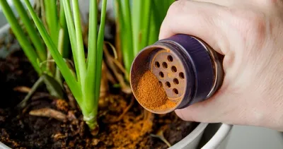 Çiçeklerin Dibine 1 Kaşık Tarçın Dökünce Olanlara İnanamayacaksınız! Meğer Devaymış...