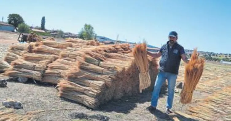 Süpürge otunun hasadı başladı