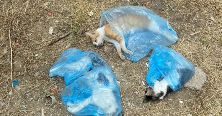 Manisa’da korkunç olay! 15’e yakın kedi ve köpek katledildi