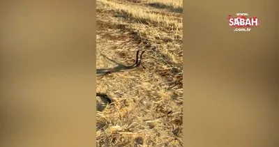Siverek’te yılanların dansı | Video