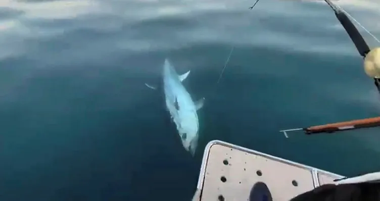 Antalya'da oltaya gelen balığı görünce gözlerine inanamadılar! Tekneyi tam bir 1 saat sürükledi