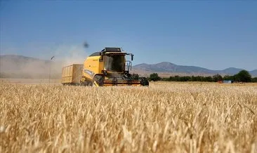 Buğday üretiminde 30 yılın rekoru kırıldı