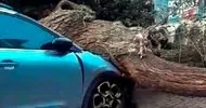 Şiddetli fırtına otomobilin üzerine ağaç devirdi