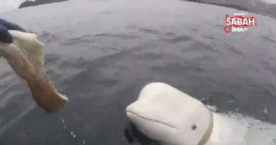 Rusya’nın casus balinası İsveç’te görüldü | Video