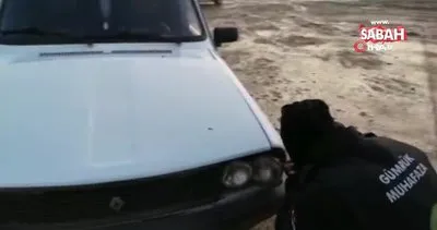 Şanlıurfa’da gümrükte inanılmaz olay... Otomobil farında kuzu kaçakçılığı | Video