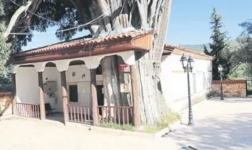 Tarihi cami ile anıt ağaç iç içe