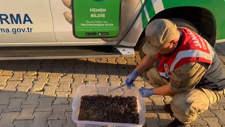 Yer Şanlıurfa! Hepsi otomobilden çıktı: Tam 270 canlı akrep!