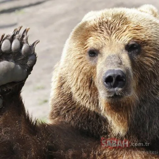 Rus dövüşçü, ayıyla antrenman yaptı
