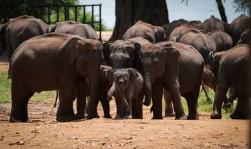 Sri Lanka’dan sıra dışı karar: Ordu vahşi filleri korumak için sahaya iniyor