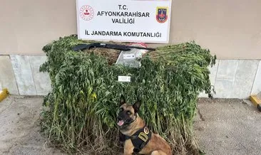 Kenevir tarlasına şok baskın #afyonkarahisar