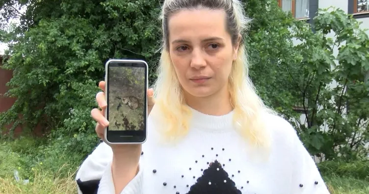 Sitede kürekli dehşet: 3 yavru kedi öldü