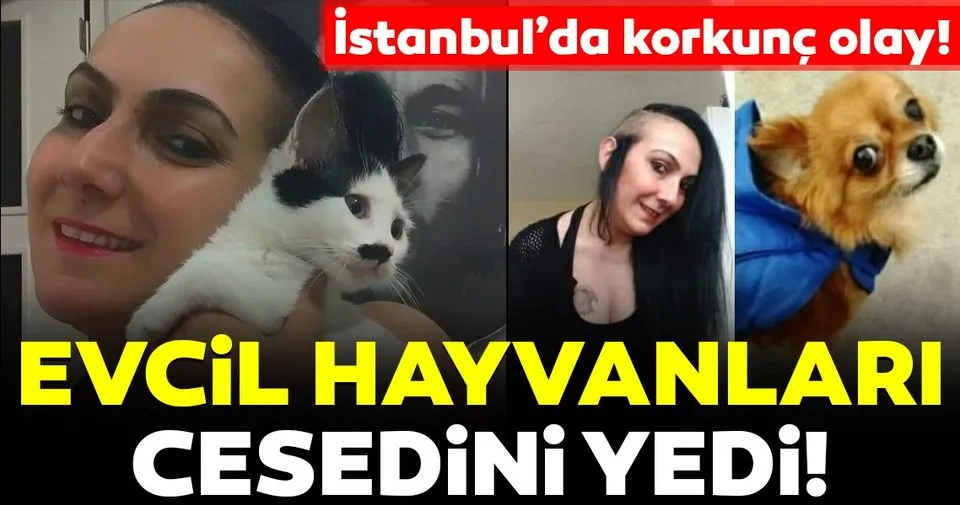 Istanbul Da Kan Donduran Olay Evcil Hayvanlar Sahibinin Olusunu Yedi Son Dakika Haberler