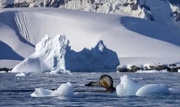 Antarktika’da Çevre Koruma Protokolü’nün Uygulanmasına Dair Yönetmelik yayımlandı