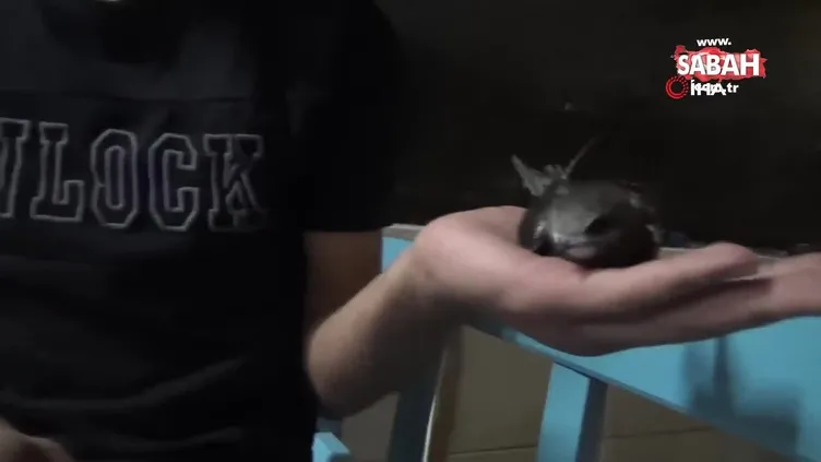 Kur'an-ı Kerim'de de adı geçen Ebabil kuşu Osmaniye'nin Kadirli ilçesinde bulundu!