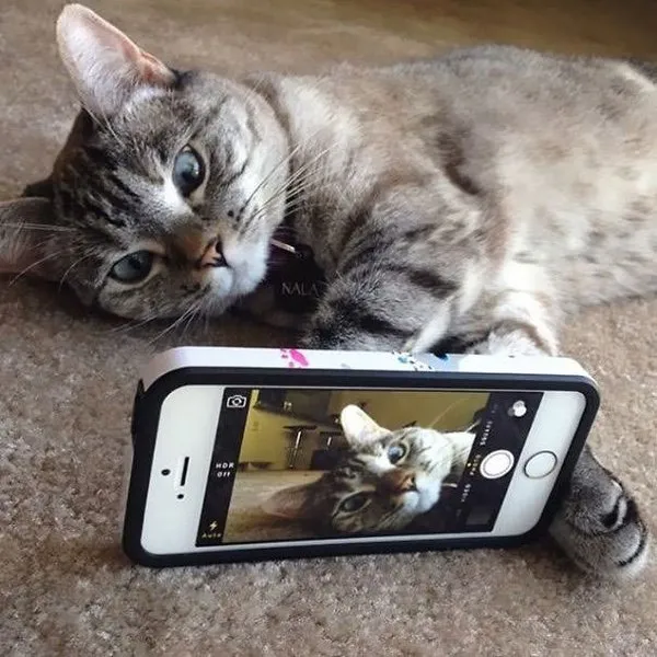 İnstagram'ın fenomen kedisi Nala
