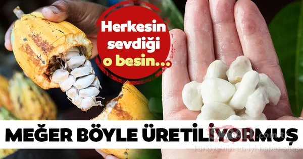 Herkesin sevdiği o besin meğer böyle üretiliyormuş! İşte kakaonun ortaya çıkış aşamaları...