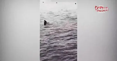 Mısır’da kan donduran anlar! Köpek balığı saldırısında ölen turisti sahilden izlediler! | Video