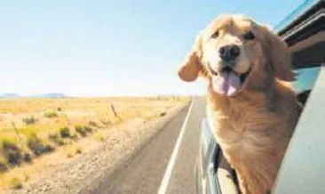 Köpekler camdan kokuyla izliyor