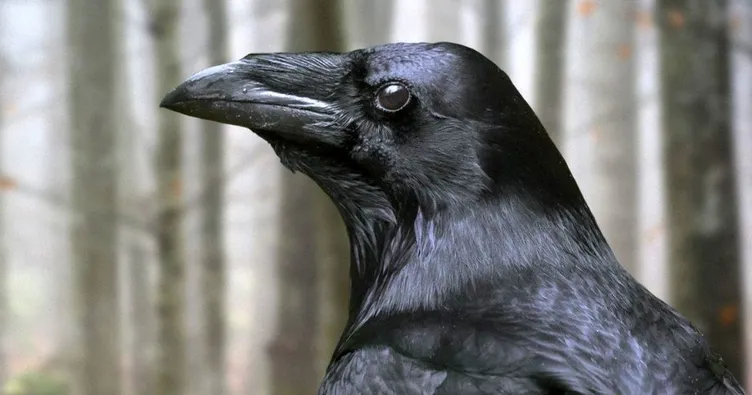 Kargalarda insan bilinci var