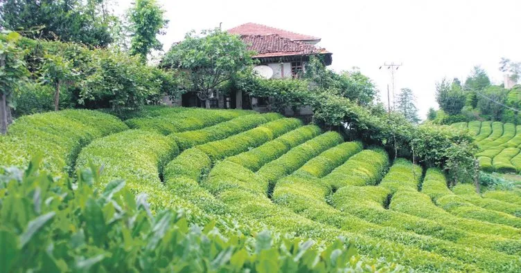 Çaya gençlik aşısı