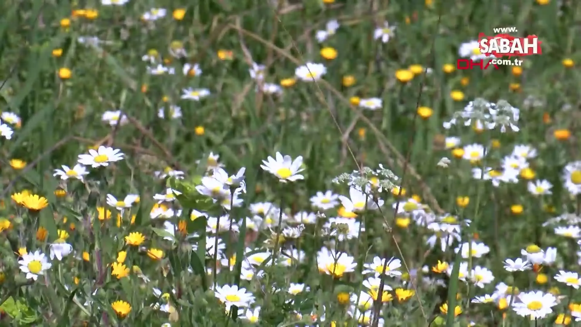 antalya baharin mujdecisi papatyalar acti video