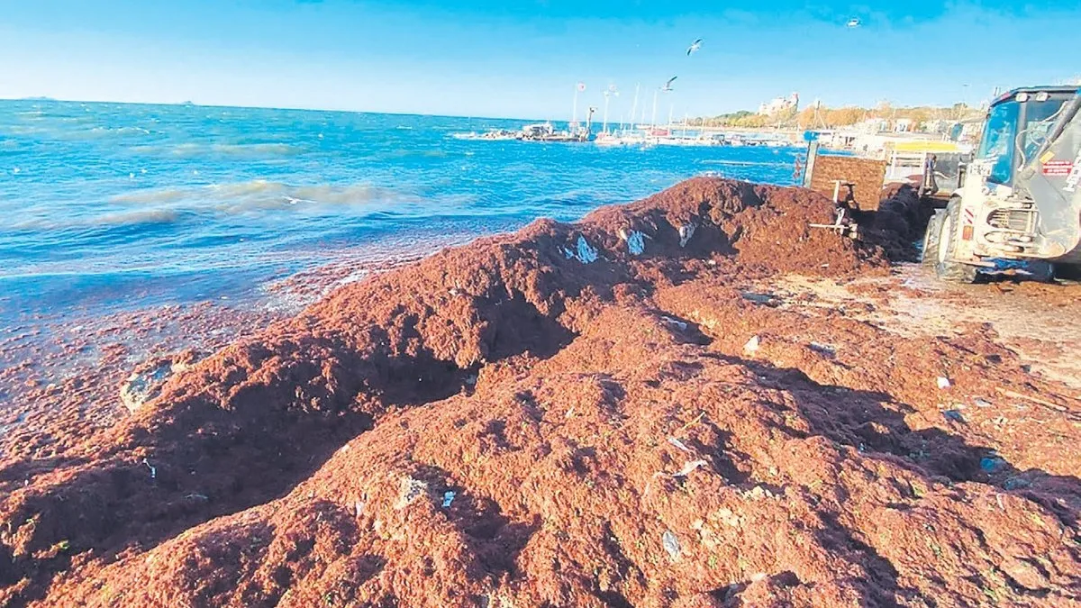 Kıyıya vuran yosun okulları tatil ettiokulları Kıyıya vuran yosun okulları tatil ettiokulları