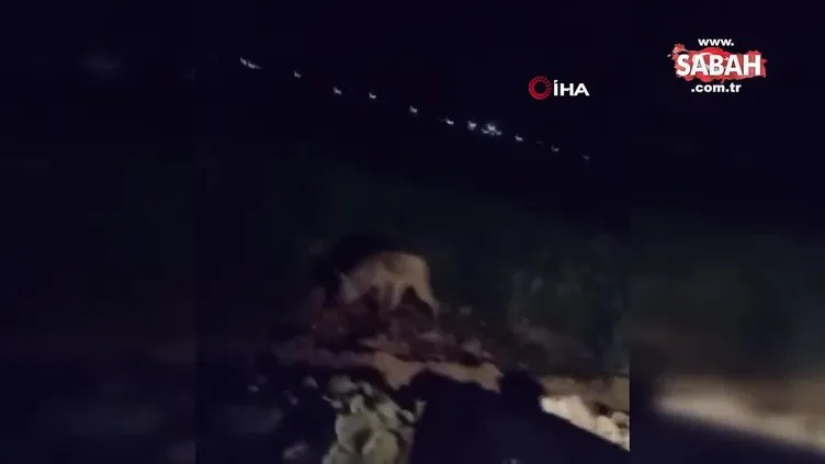 Yerleşim yerine inen kurt, 2 çocuğa saldırdı | Video