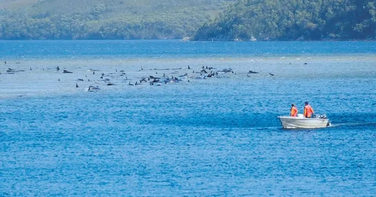 275 balina sığ sularda mahsur kaldı