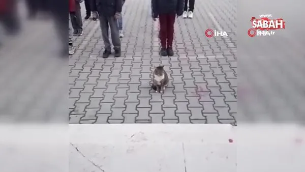 Bursa'da İstiklal Marşı okunurken hareketsiz bekleyen kedi kamerada | Video