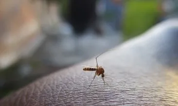 Avustralya’da yeni virüs alarmı! Sivrisineklerden bulaşıyor