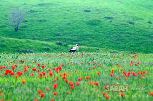 Bingöl'de kırmızı lale zamanı!