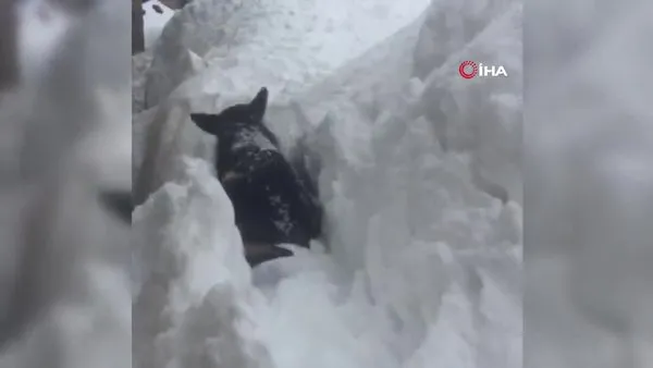 Tunceli'de kara gömülen köpeğin mücadelesi kamerasında
