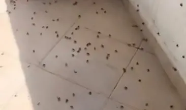 Bartın'da kahverengi kokarca istilası kabusa dönüştü #bartin