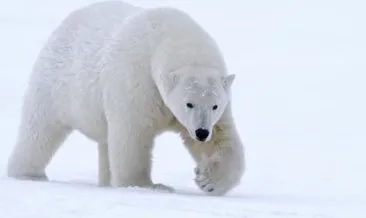 Hadi İpucu sorusu cevabı: -45 derece soğukta bile dayanıklı oldukları bilinen kutup ayılarının nerede yaşadıklarını biliyor musunuz?