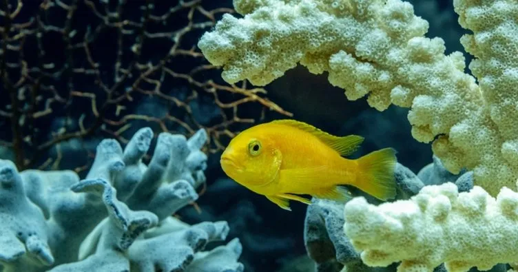 Sarı Prenses Balığı Özellikleri, Bakımı ve Türleri: Sarı Prenses Balığı Nasıl Beslenir, Ne Zaman Yavru Verir Ne Kadar Yaşar?