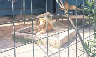 Selfie çekerken kafa derisini kopardı