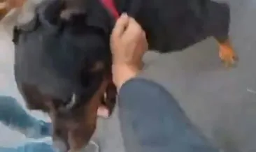 Rottweiler cinsi köpek dehşet saçtı! 2 kişi dişlerinden güçlükle kurtarıldı #mersin
