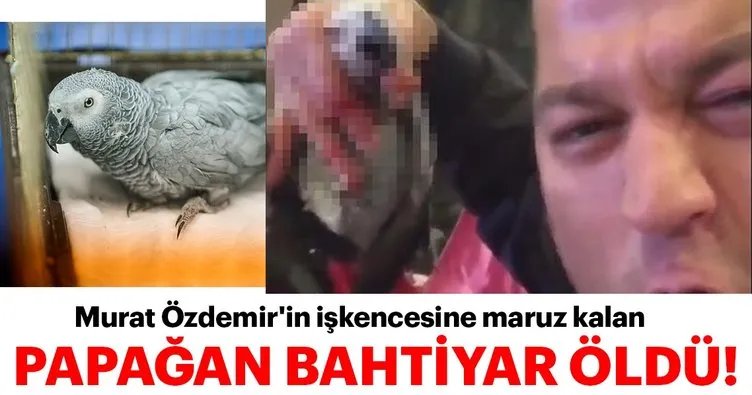 Papağan Bahtiyardan kötü haber! Murat Özdemir’in işkencesine maruz kalmıştı! Hayatını kaybetti!