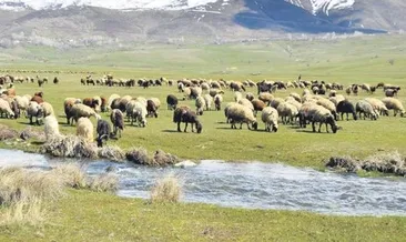 Meralarda bahar bereketi