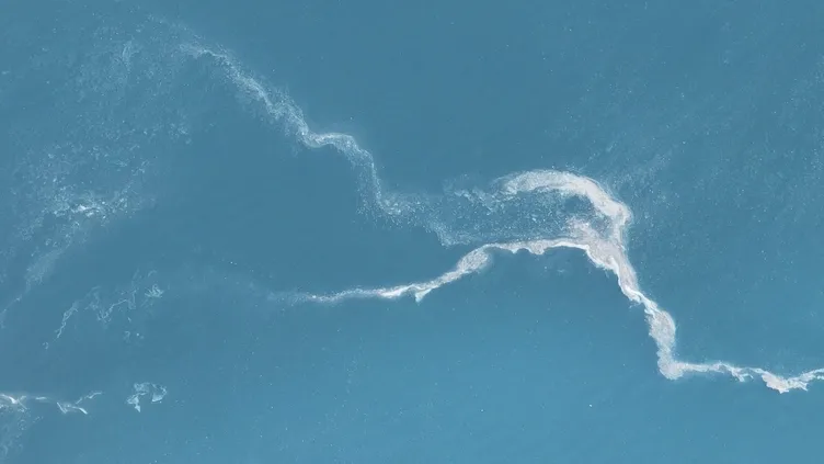 İstanbul’da endişelendiren görüntü: Marmara Denizi’nde ortaya çıktılar!