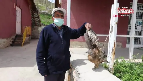Van'da temizlik görevlisinin bulduğu kanadı kırık şahin tedaviye alındı