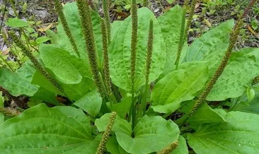 Koronavirüs düşmanı damar otu