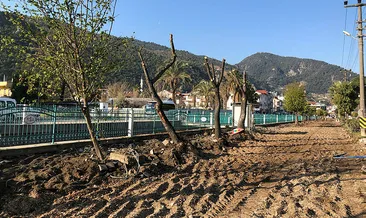 CHP’li belediyeler katliamlara devam ediyor! Sığla ağaçlarına da kıydılar