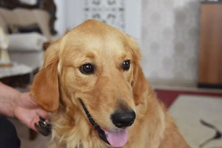 4 yıldır evinde besleği köpeği, mahkeme kararıyla tahliye edilecek